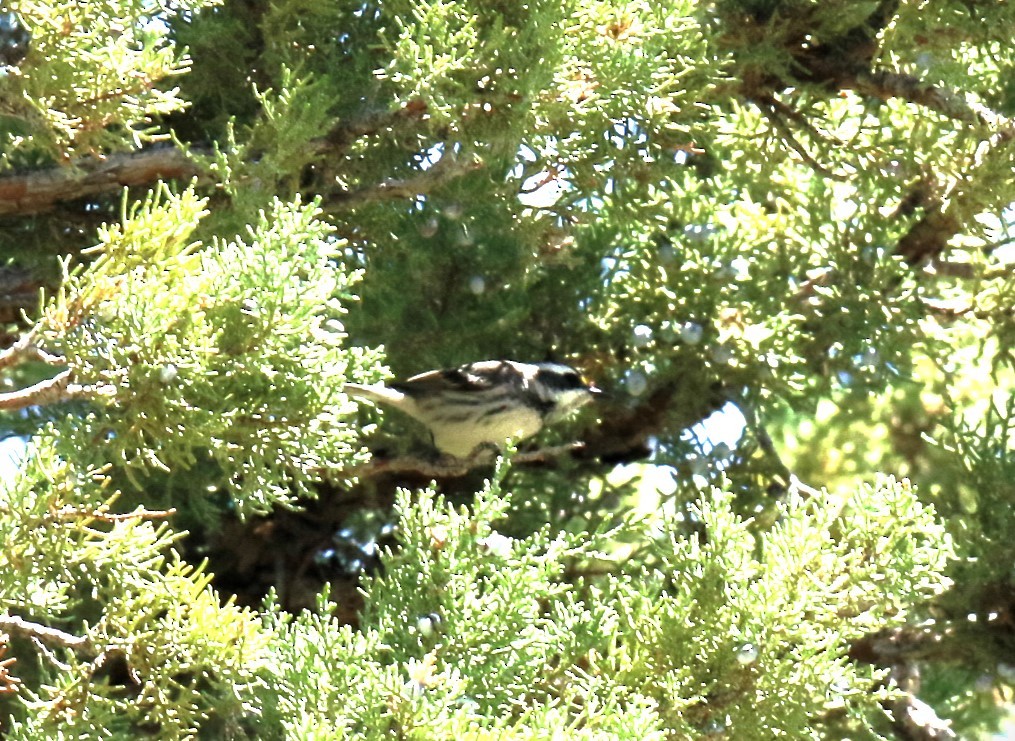 Black-throated Gray Warbler - ML619240847