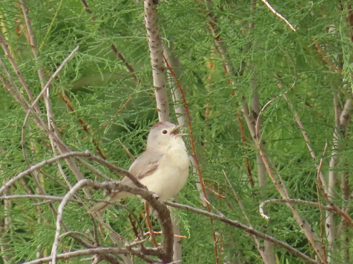 Lucy's Warbler - ML619240849