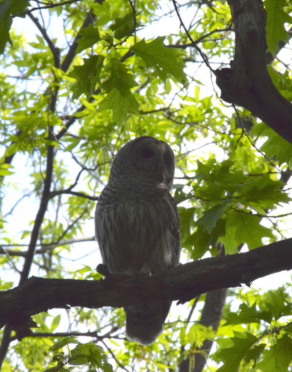 Barred Owl - ML619240857