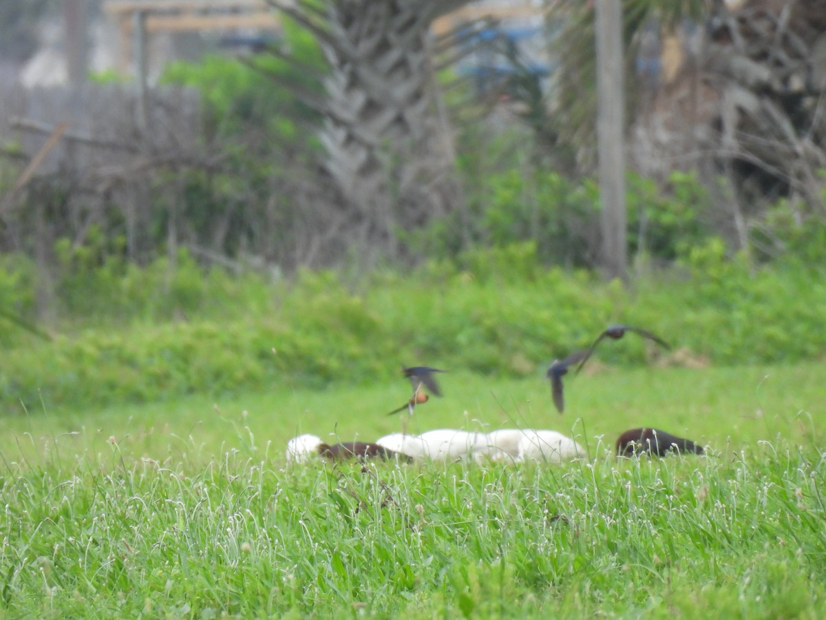 ibis hnědý x americký (hybrid) - ML619240859