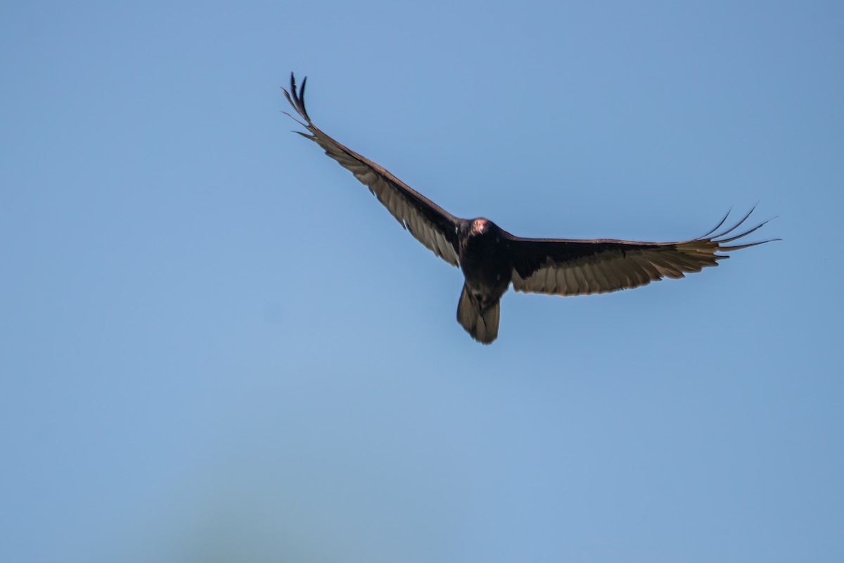 Turkey Vulture - ML619240869