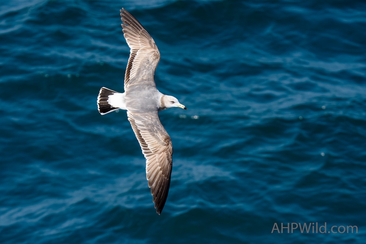 Black-tailed Gull - Adam Higgins