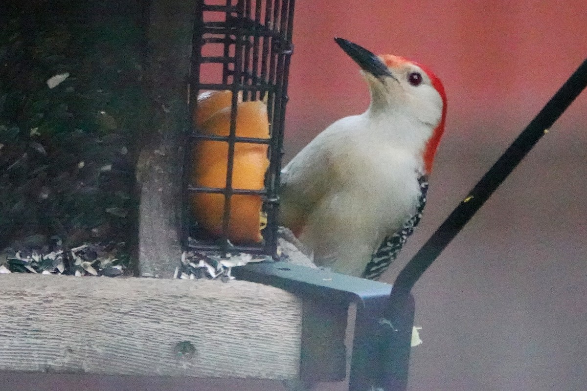 Red-bellied Woodpecker - ML619240916