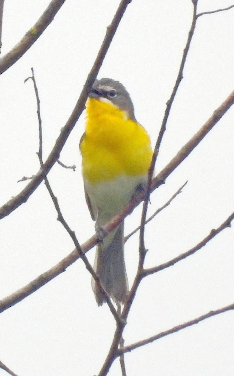 Yellow-breasted Chat - ML619240933