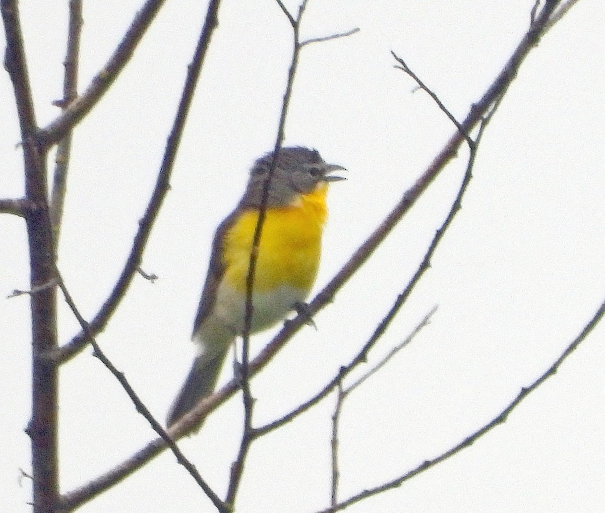 Yellow-breasted Chat - ML619240934