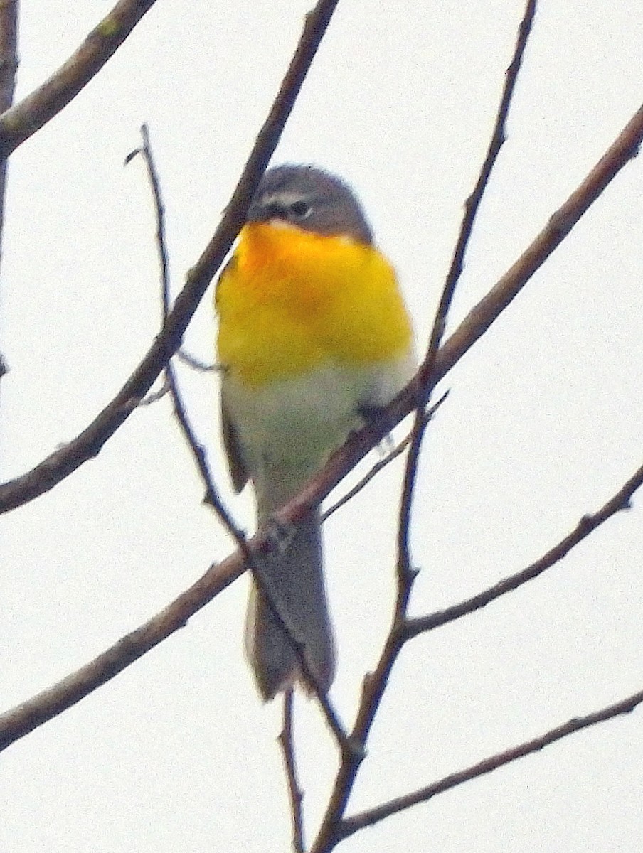 Yellow-breasted Chat - ML619240936