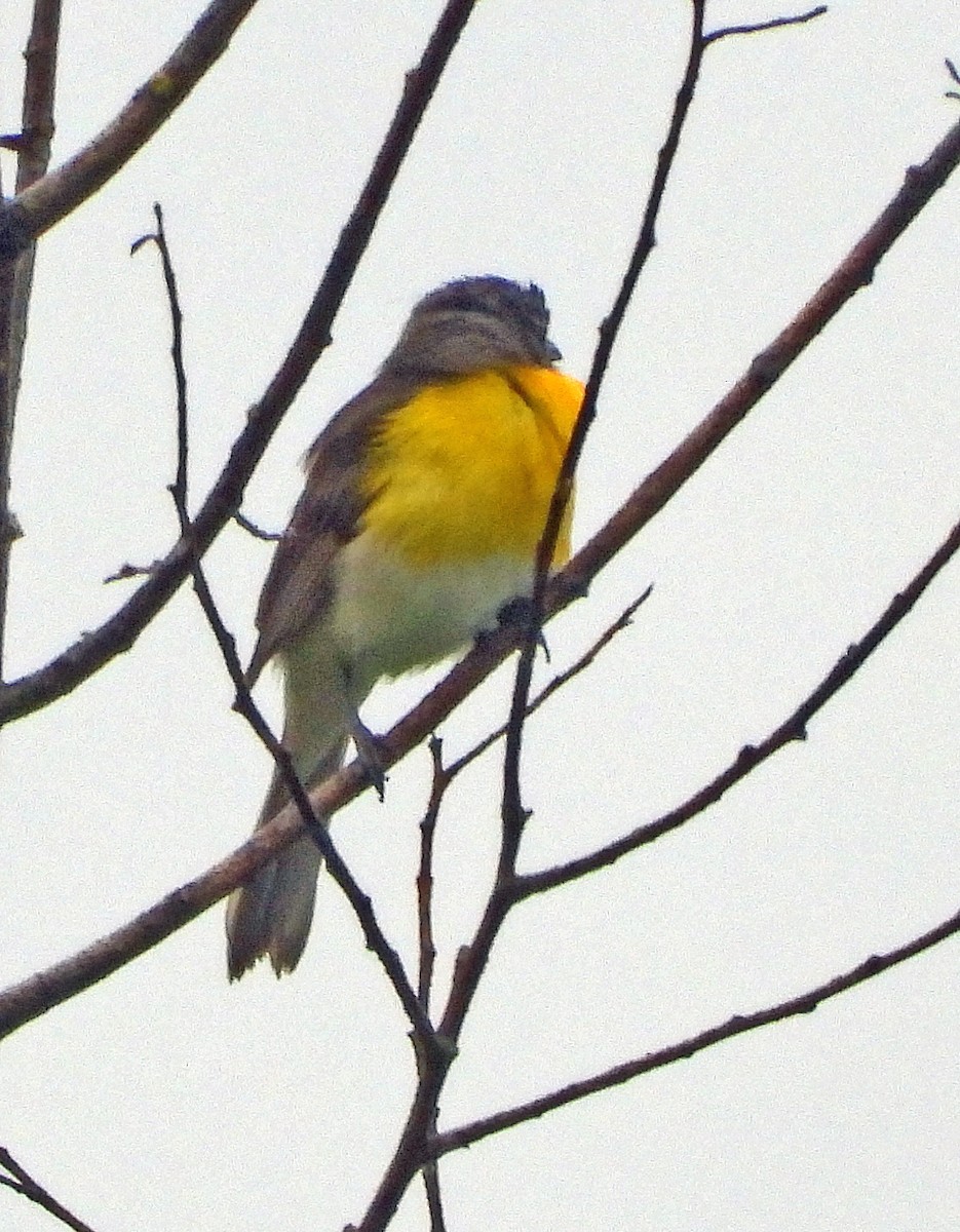 Yellow-breasted Chat - ML619240937