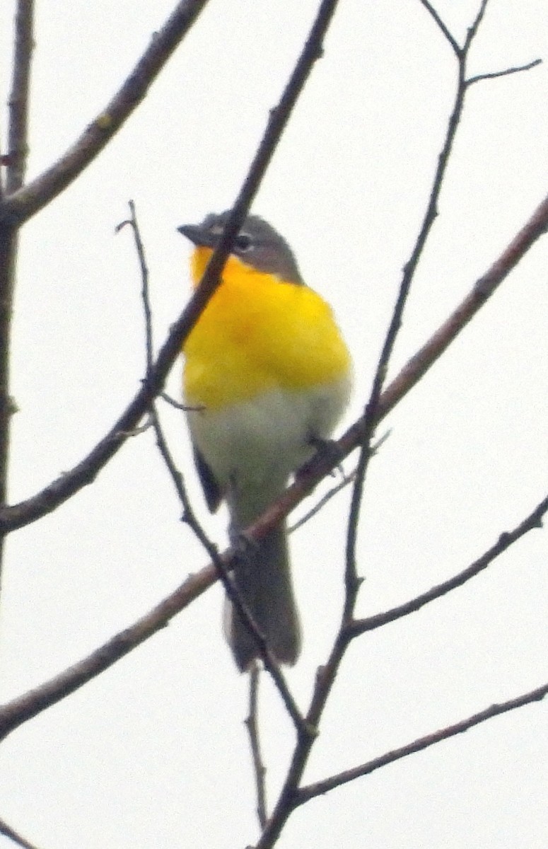 Yellow-breasted Chat - ML619240938