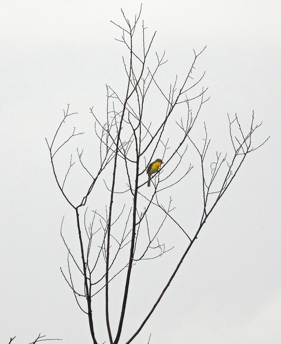 Yellow-breasted Chat - ML619240939