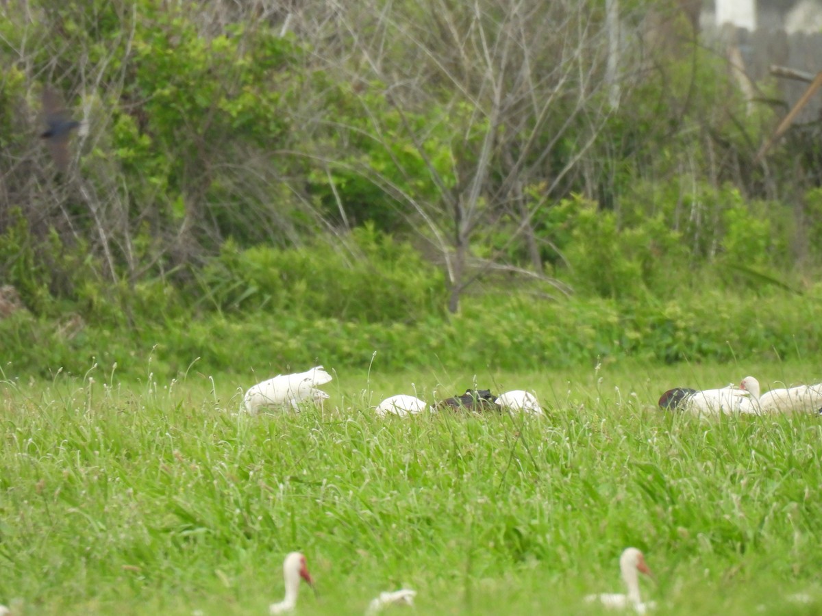 Glossy x White-faced Ibis (hybrid) - ML619240958