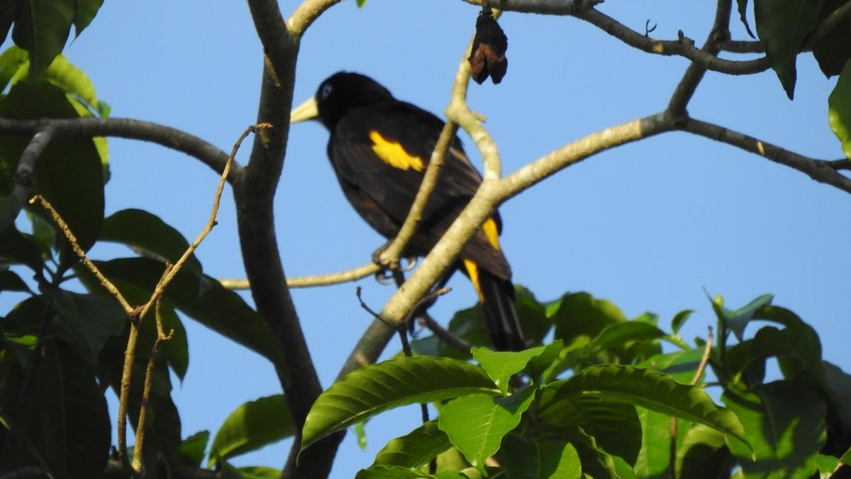 Yellow-rumped Cacique - ML619240988