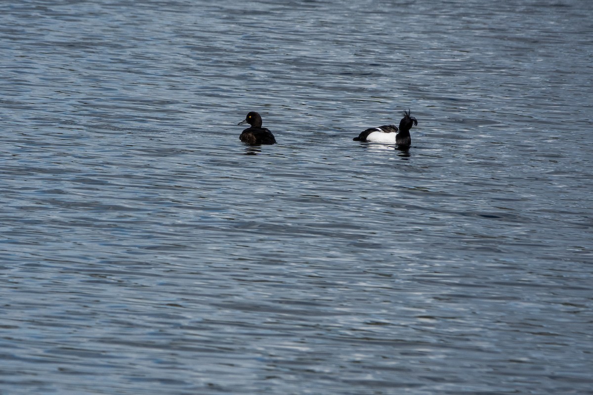 Tufted Duck - ML619241003