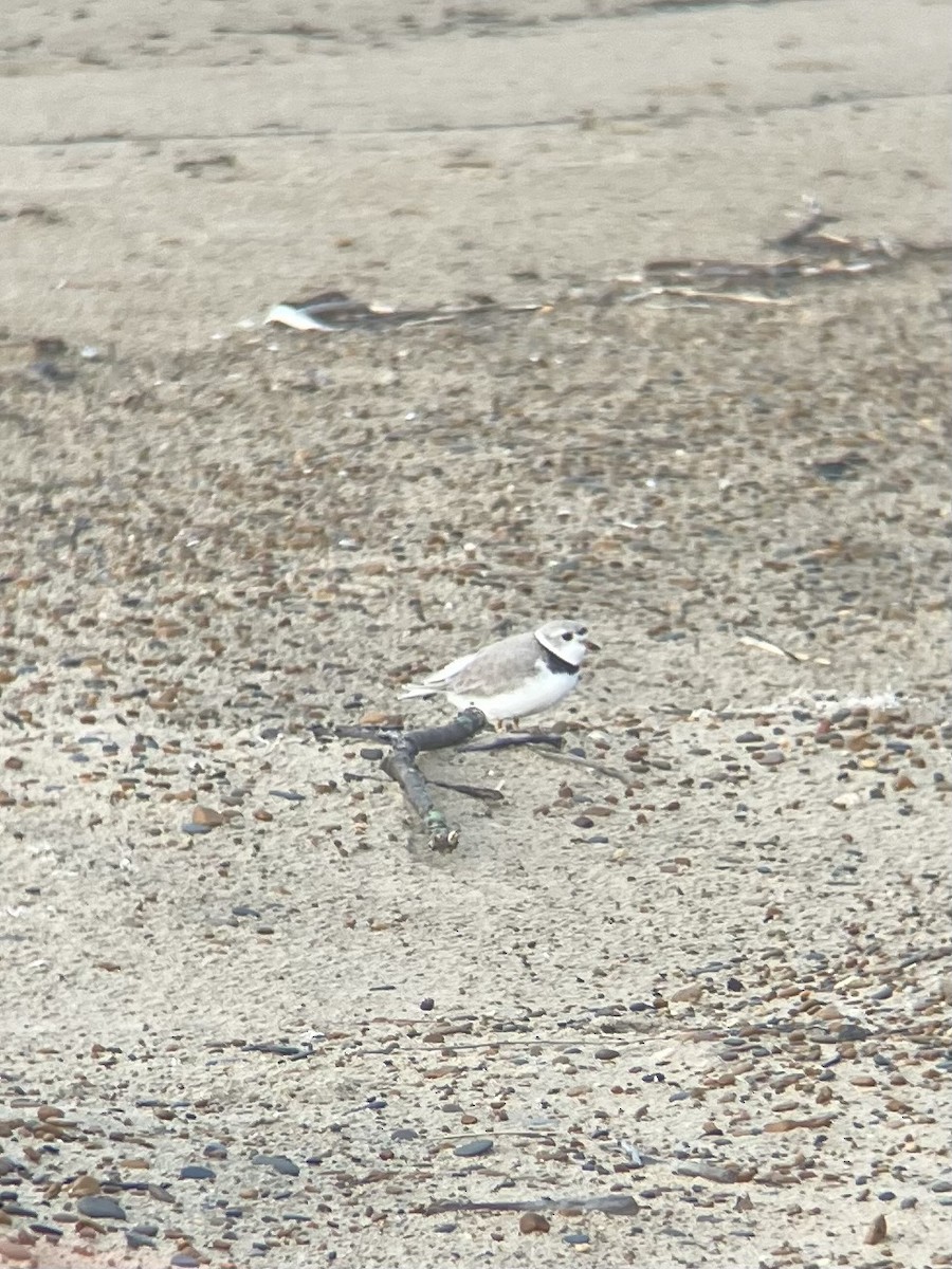 Piping Plover - ML619241010