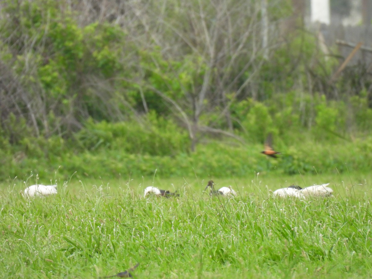 Glossy x White-faced Ibis (hybrid) - ML619241021