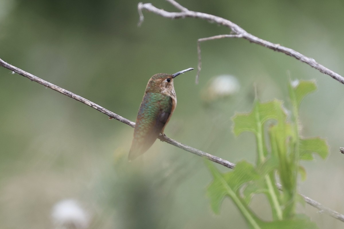 Allen's Hummingbird - ML619241024