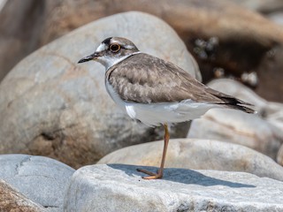  - Long-billed Plover