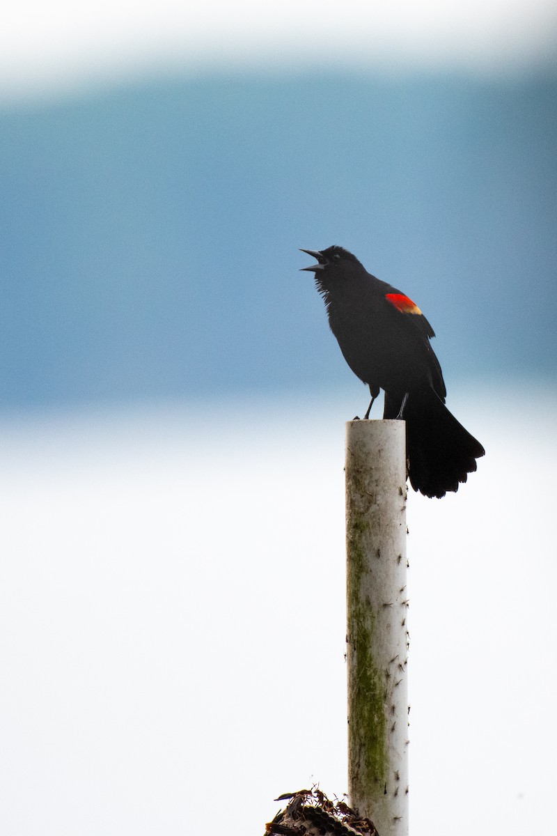 Red-winged Blackbird - ML619241051