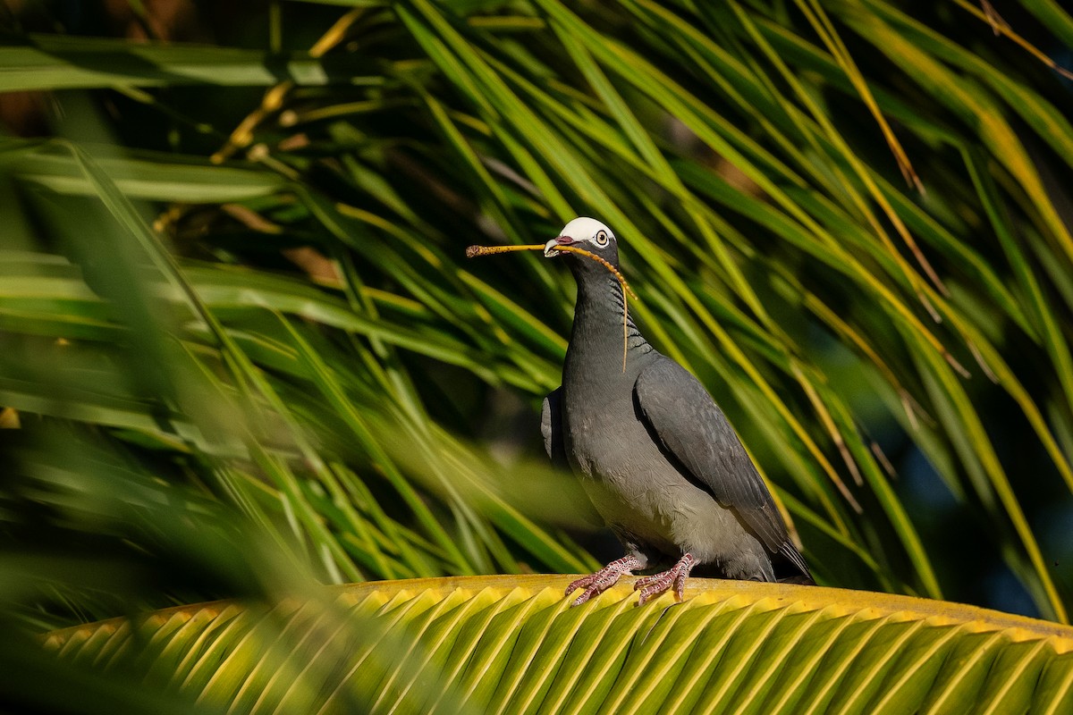 White-crowned Pigeon - ML619241299