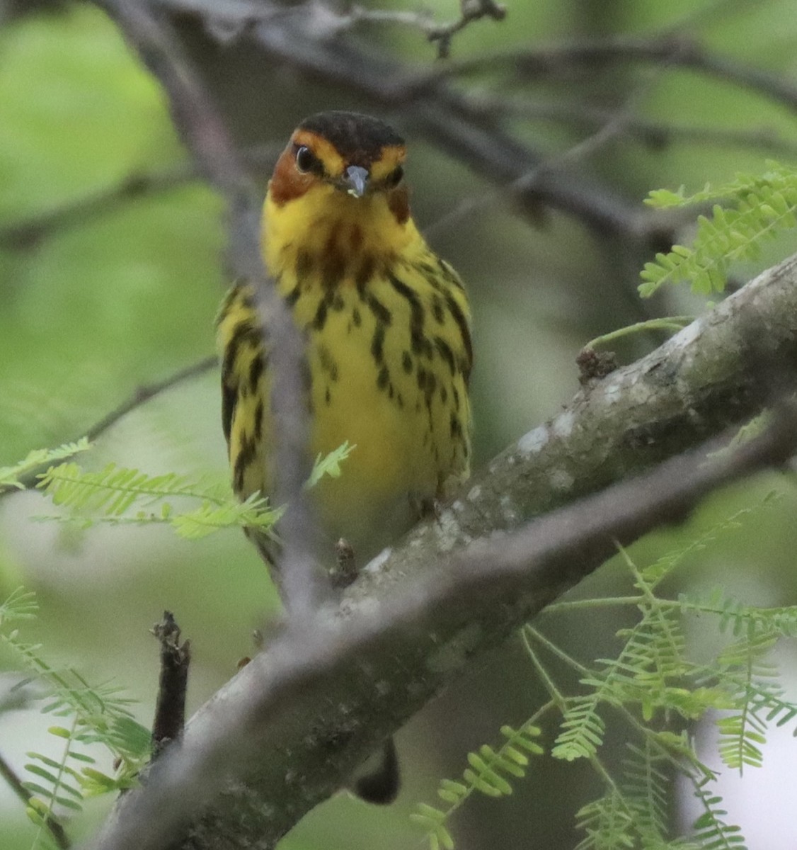 Cape May Warbler - ML619241312