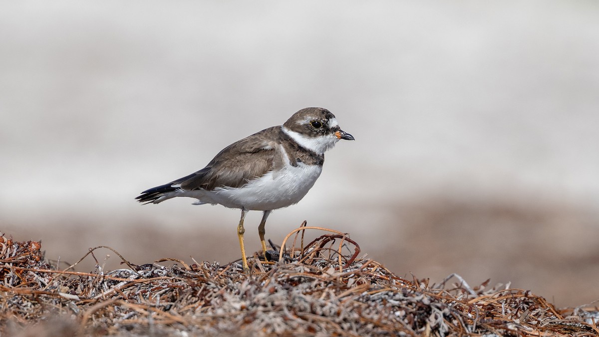Semipalmated Plover - ML619241357