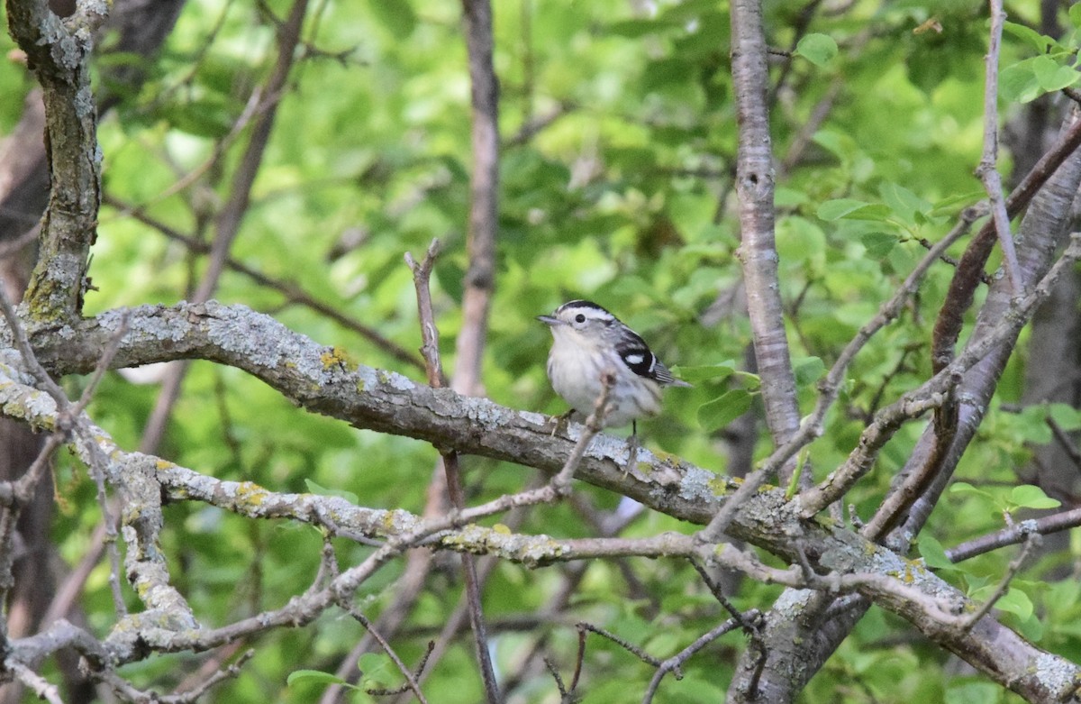 Black-and-white Warbler - ML619241386