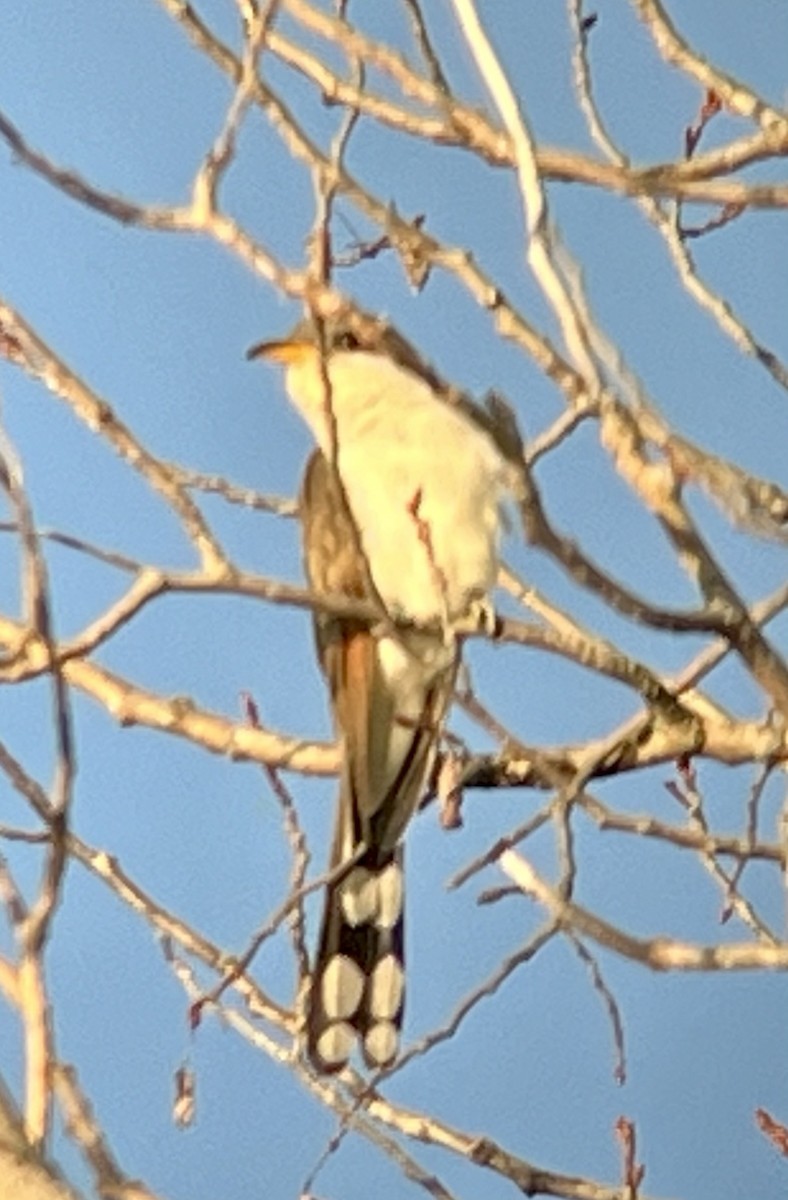 Yellow-billed Cuckoo - ML619241399