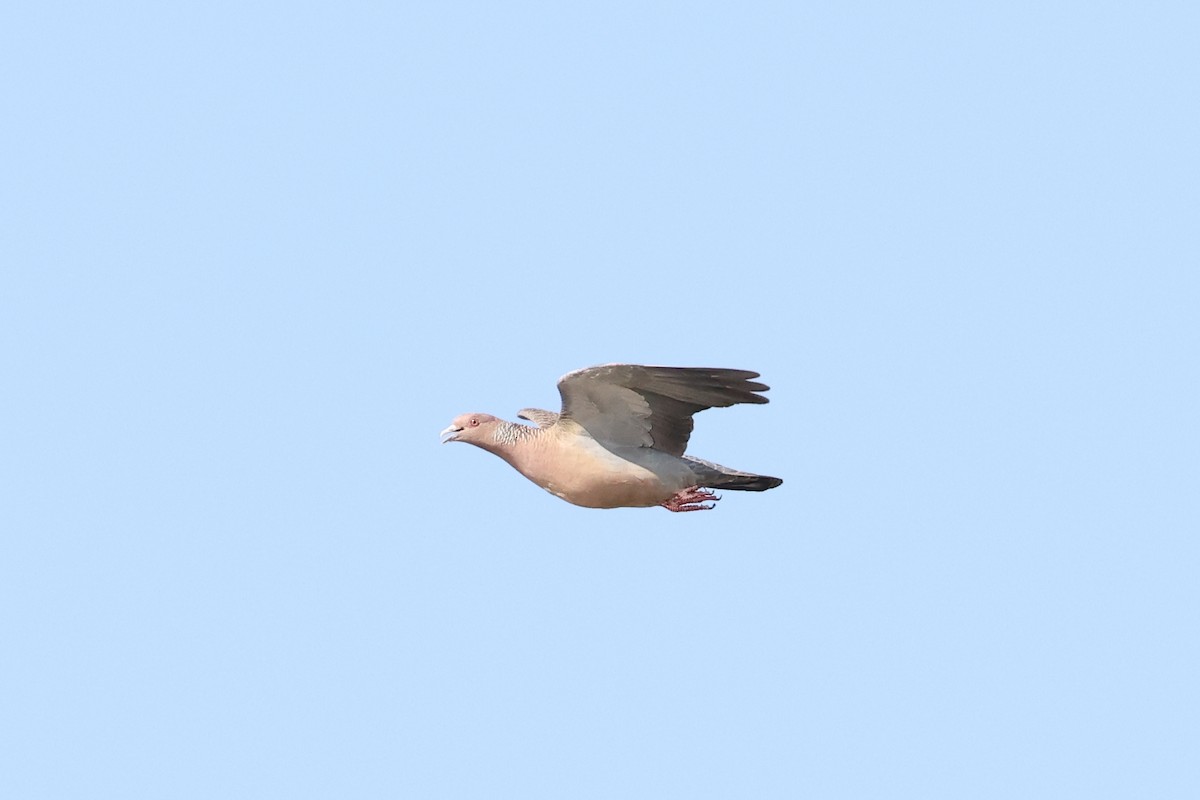 Picazuro Pigeon - ML619241416