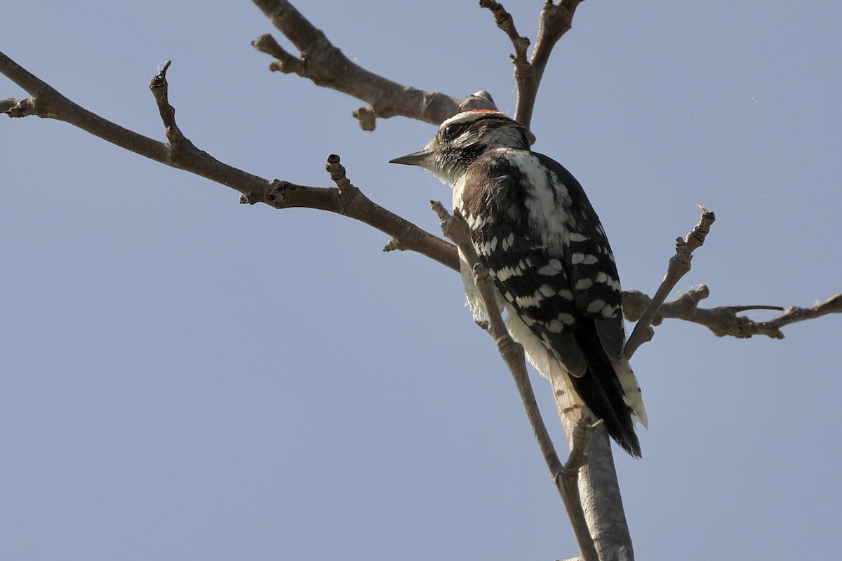 Downy Woodpecker - ML619241434