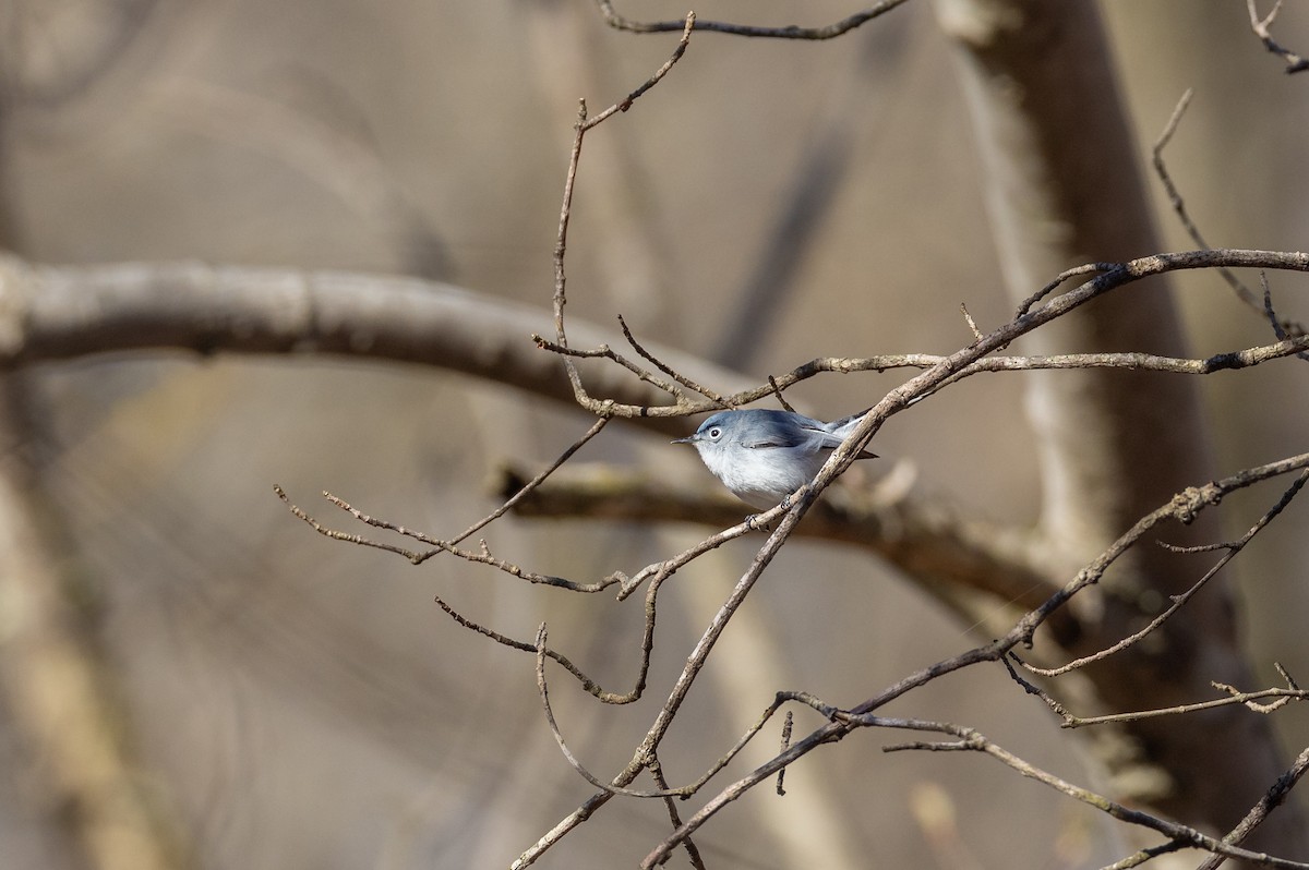 Gobemoucheron gris-bleu (caerulea) - ML619241442