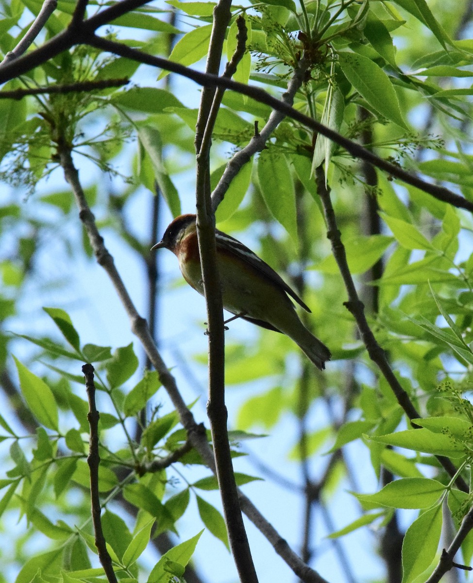 Bay-breasted Warbler - ML619241449