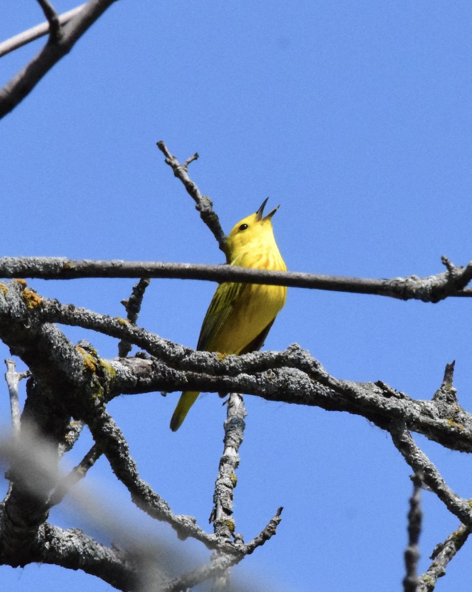 Yellow Warbler - ML619241468