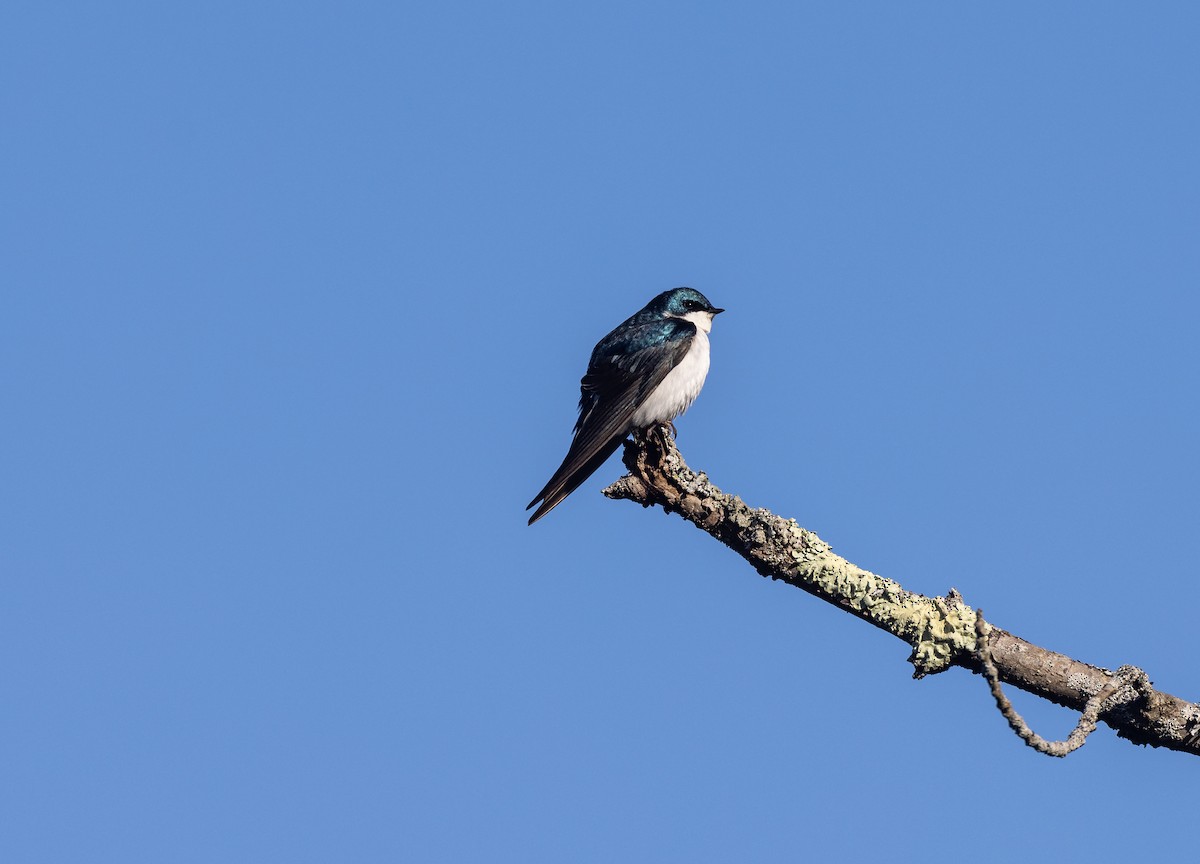 Tree Swallow - ML619241520