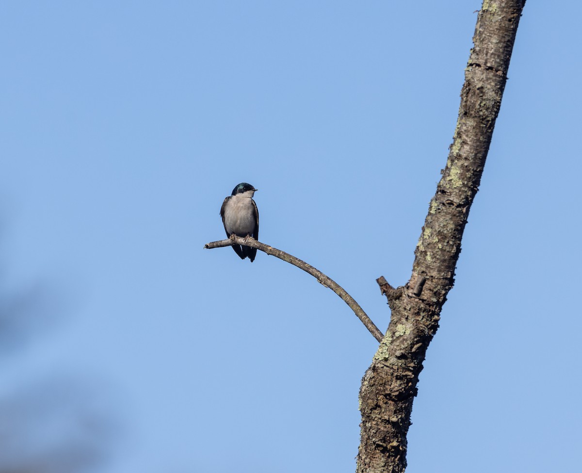 Tree Swallow - ML619241522