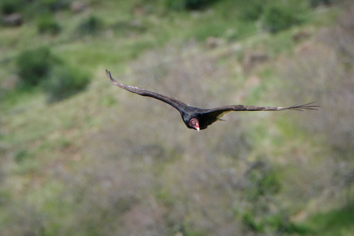 Turkey Vulture - ML619241524