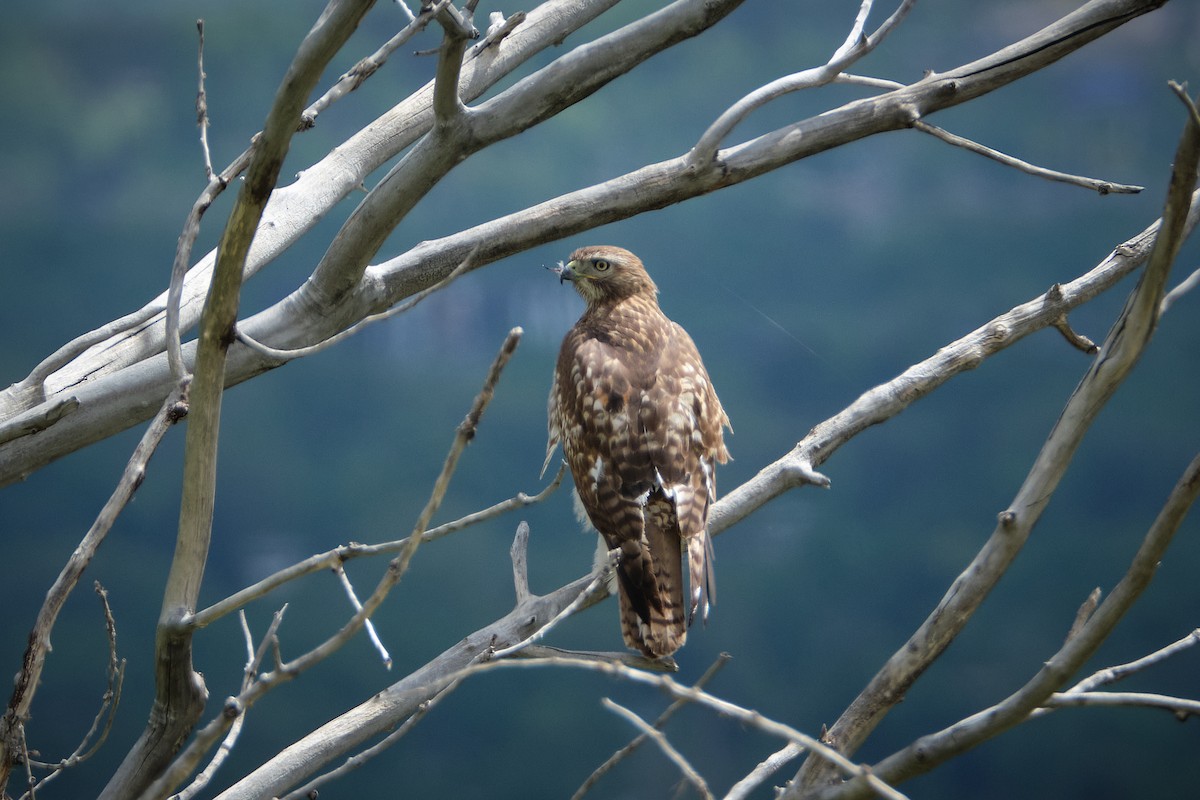 Red-tailed Hawk - ML619241541