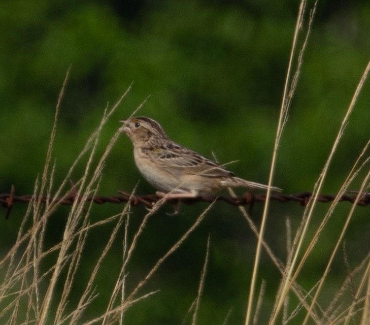 Grasshopper Sparrow - ML619241570