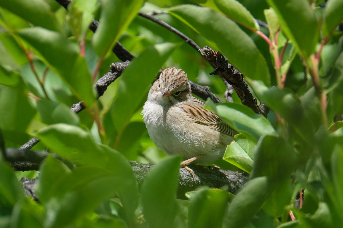 Clay-colored Sparrow - ML619241588