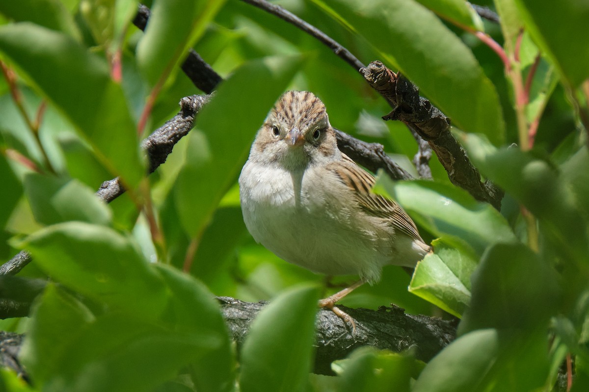 Clay-colored Sparrow - ML619241589