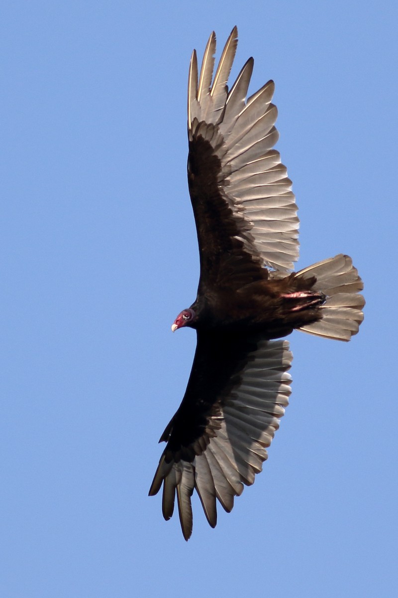 Turkey Vulture - ML619241610