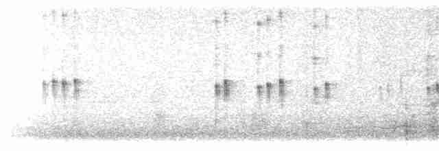 Plectrophane lapon - ML619241621