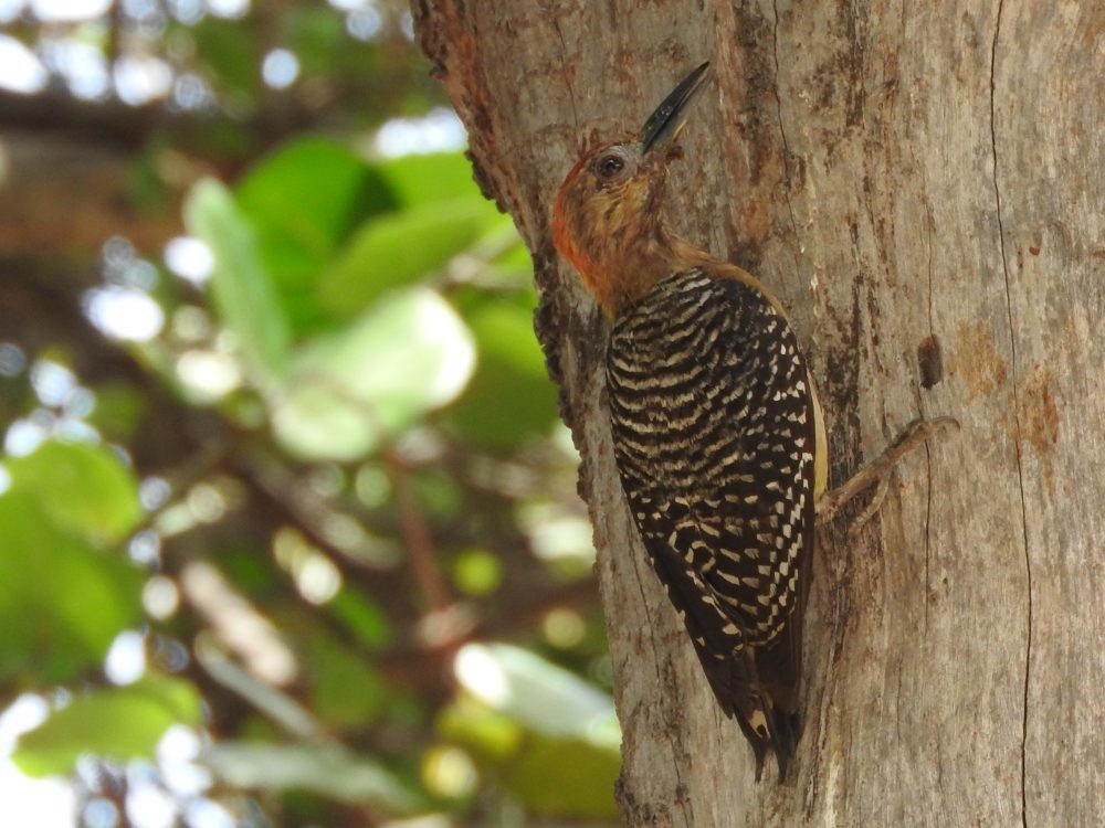 Red-crowned Woodpecker - ML619241672