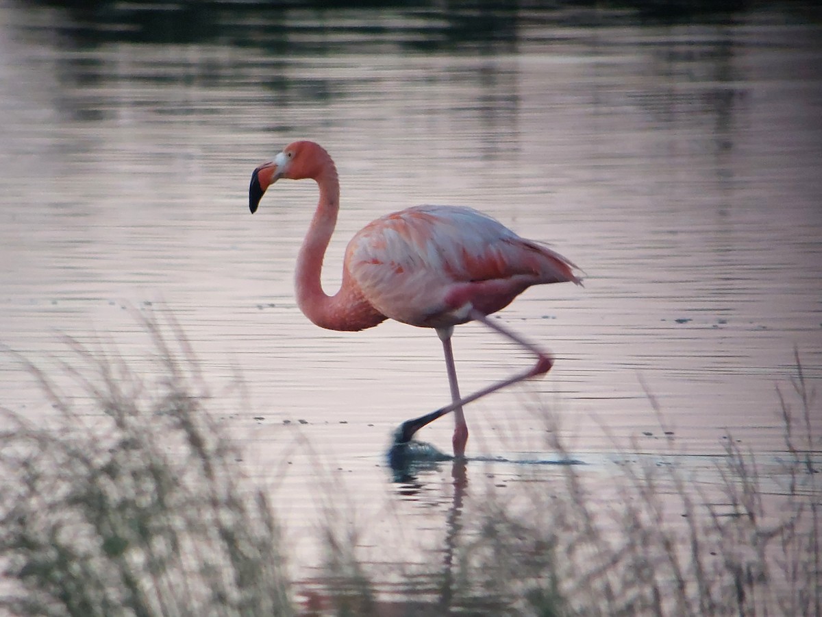 Chilean Flamingo - ML619241715