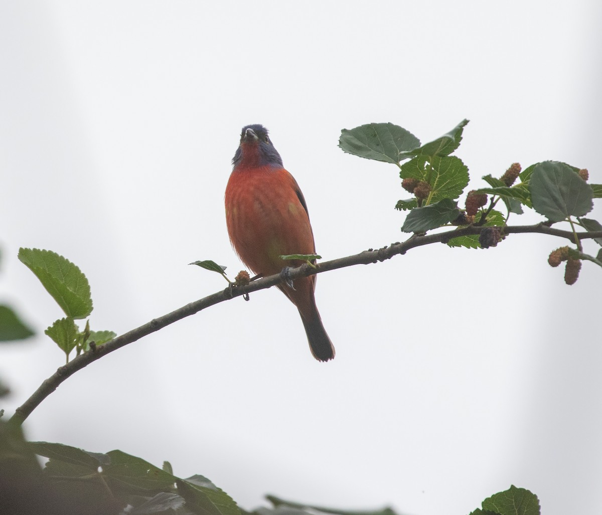Painted Bunting - ML619241717