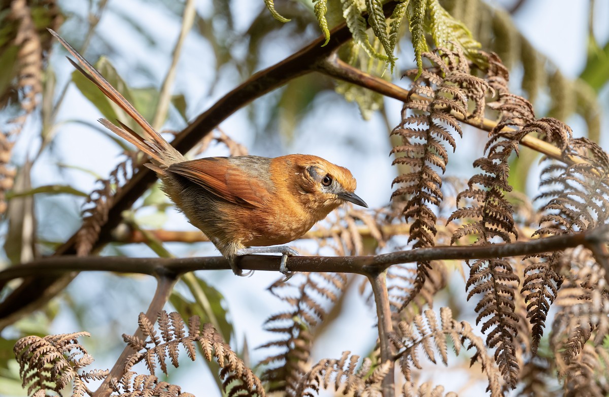 Rusty-headed Spinetail - ML619241752