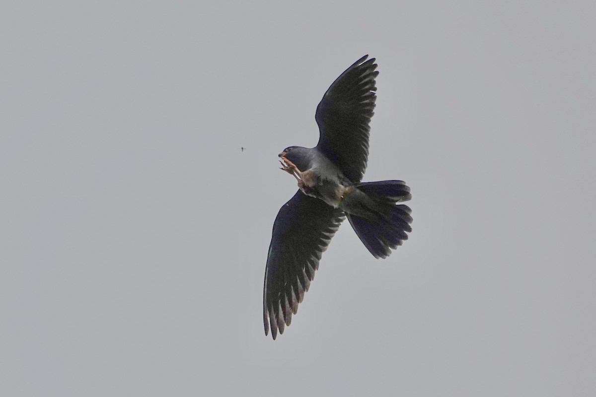 Red-footed Falcon - ML619241758