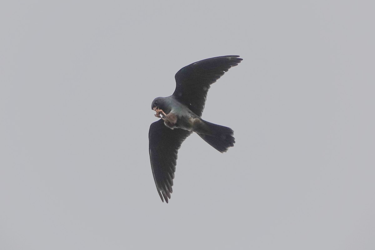 Red-footed Falcon - ML619241761
