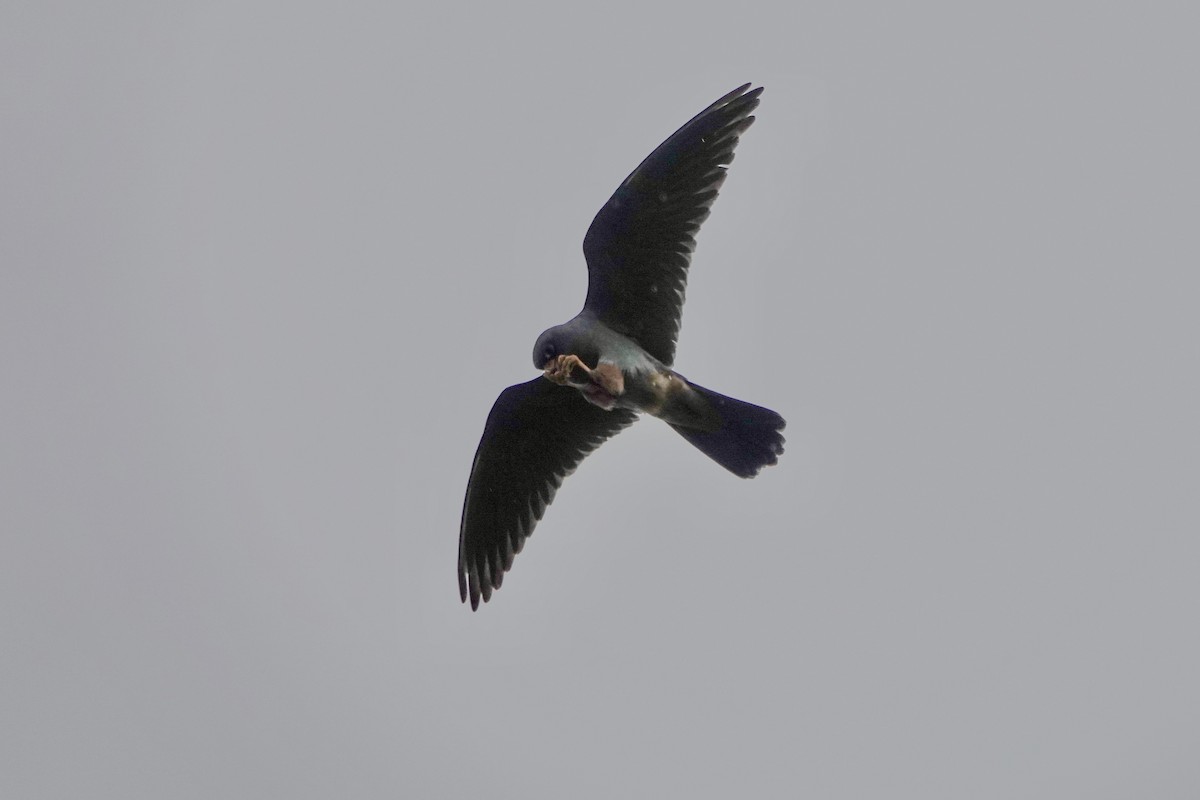 Red-footed Falcon - ML619241767