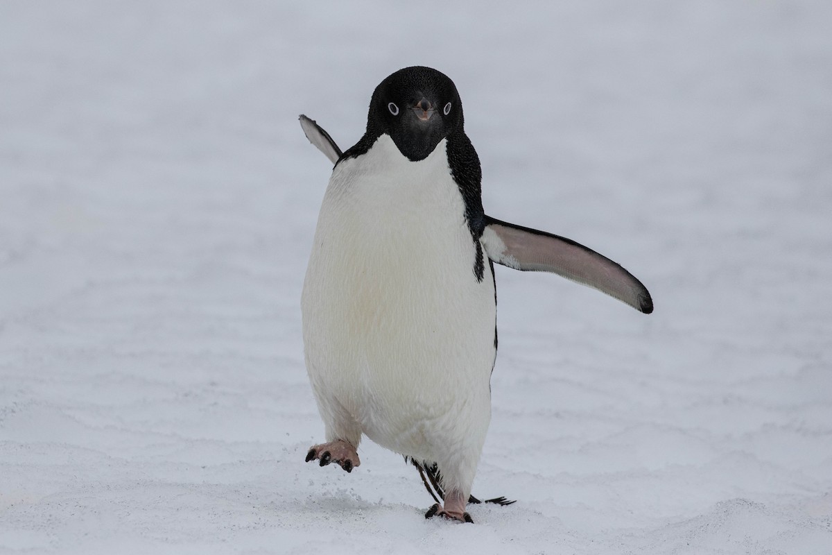 Pingüino de Adelia - ML619241774