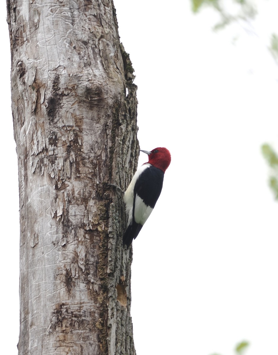 Red-headed Woodpecker - ML619241781