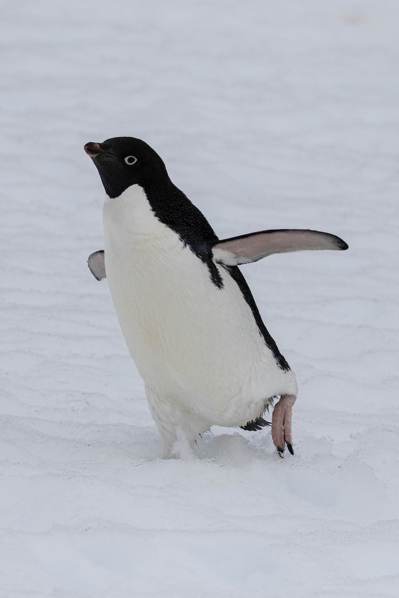 Pingüino de Adelia - ML619241784